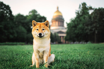 Cute Shiba Inu on park lawn on grass