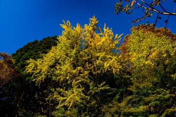 三島公園の紅葉