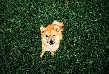Adorable Shiba Inu sitting on green grass