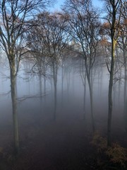 Nebelschleier in herbstlichem Wald