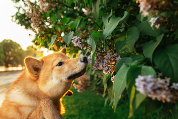 Dog sniffing lilac in park