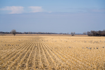 Sandhill cranes in a Nebraska cornfield