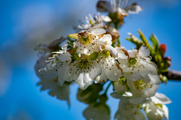 white flowers of cherry