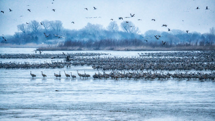 Sandhill cranes on the Platte River awakening