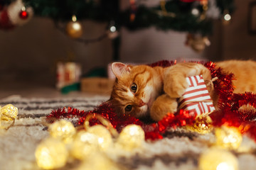 Ginger cat playing with garland and gift box under Christmas tree. Christmas and New year concept