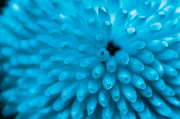 turquoise Abstract Flower Background