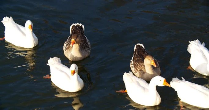 Domestic geese swim in a group along the river