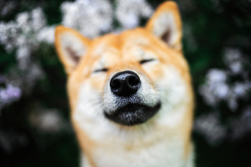 Close up portrait of adorable Shiba Inu near blooming bush
