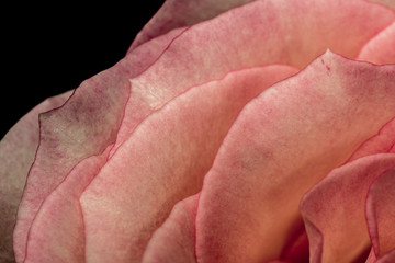 Pink rose petal closeup