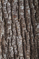 Wood texture of a bark tree trunk.