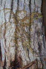 Obraz premium Wood texture of a bark tree trunk.