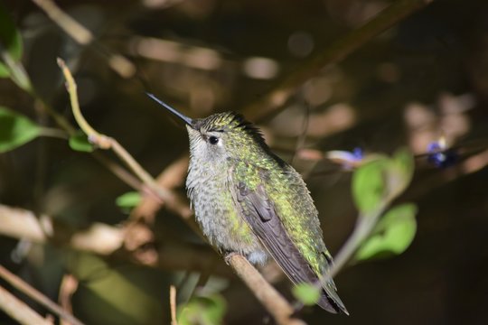 Costa's Hummingbird (Calypate costae) on Twig