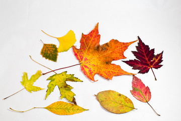 Colorful autumn leaves isolated on white background