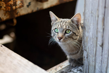 tabby cat hide in wooden plank sneaky gesture scared to come out unfriendly kitten 