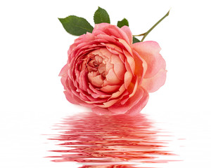 Pink flower of rose, reflection on the surface of the water, isolated on white background