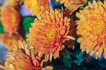 Yellow chrysanthemums close up in autumn Sunny day in the garden. Autumn flowers. Flower head
