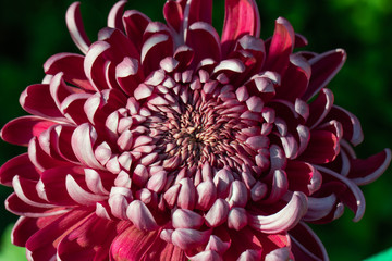 Red chrysanthemums close up in autumn Sunny day in the garden. Autumn flowers. Flower head