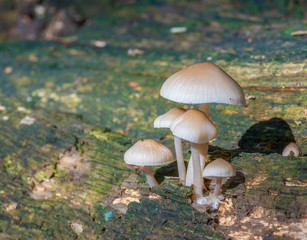 Close up low level view of Wild British Woodland Mushrooms
