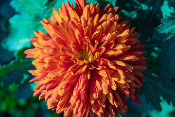 Obraz premium Yellow chrysanthemums close up in autumn Sunny day in the garden. Autumn flowers. Flower head