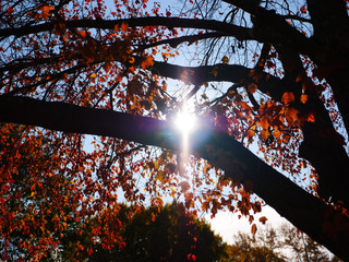 Vibrant Red and Orange Autumn Leaves, Sun Rising on a Silhouetted Tree
