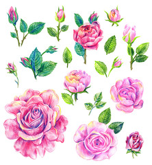 English roses