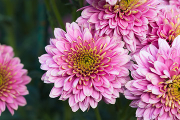 Pink chrysanthemums close up in autumn Sunny day in the garden. Autumn flowers. Flower head