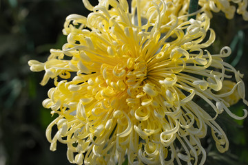 Yellow chrysanthemums close up in autumn Sunny day in the garden. Autumn flowers. Flower head