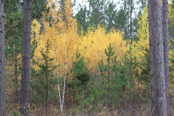 Splash of Gold in Autumn Woods