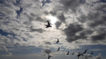 Flock of birds flying on cloudy day - Powered by Adobe