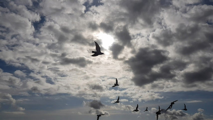 Flock of birds flying on cloudy day