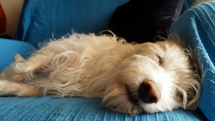 White dog sleeping on the couch