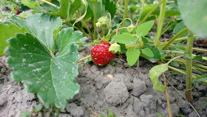 strawberries on a bush
