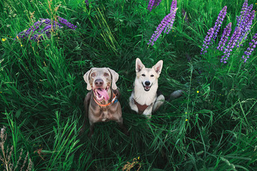 Cute Weimaraner and Shepherd dogs sitting in bright greens
