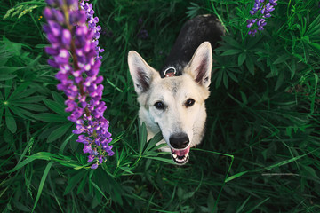 Adorable Shepherd dog sitting in tall grass