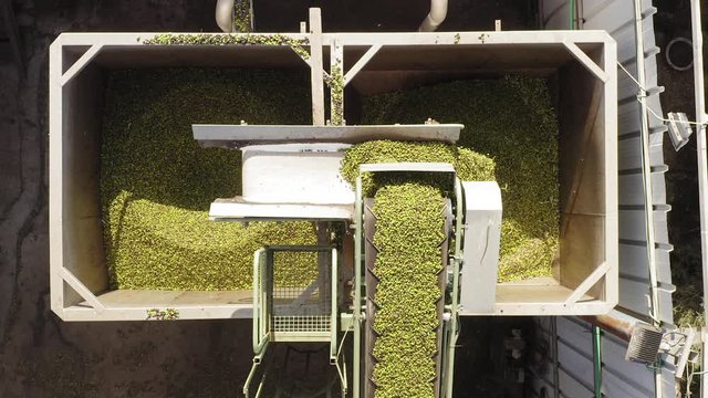 Fresh harvested Olives transported on a long Conveyor Belts at a local Press factory.