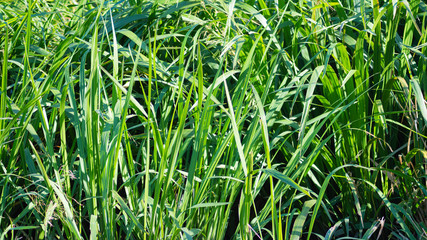 Lush Swamp Grass growing in Louisiana 
