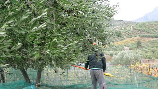 Farmers picking olives in Greece, Crete. Harvesting fresh olives, olive oil production. Picking olives with electric comb. Greek olive agriculture.