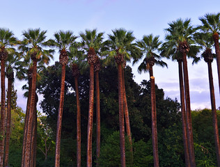 Palm trees in the national garden of Athens, Greece.