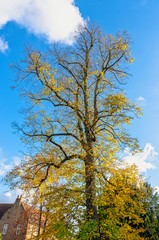 Fototapeta na wymiar Autumn in British park - Osterley, Isleworth, London, United Kingdom