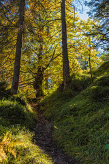 autumn in the forest