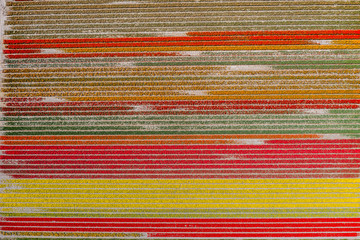 Aerial drone shot view of Tulips Field near Keukenhof in Netherlands