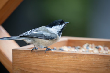 Chickadee
