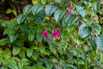fuchsia flowers hanging in bloom stock
