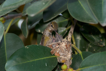 hummingbird in nest