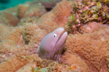 Obraz na płótnie Canvas White Eyed Moray Eel (Gymnothorax thyrsoideus). Scuba diving and underwater photography,