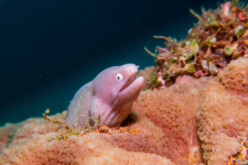 White Eyed Moray Eel (Gymnothorax thyrsoideus).  Scuba diving  and underwater photography,