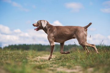 Purebred Weimaraner hound walking on meadow on green grass
