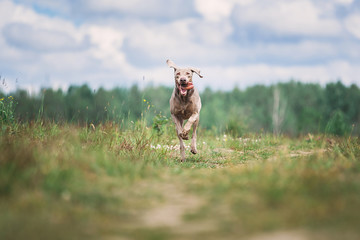 Happy Weimaraner dog playing in summer field