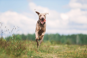 Happy Weimaraner dog playing in summer field - Powered by Adobe