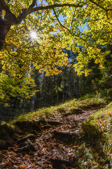 autumn in the forest